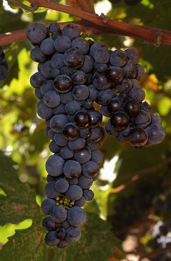 ACW LUCAS WINERY 4.JPG